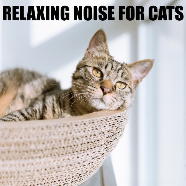 Relaxing Noise for Cats - Cat Music Experience