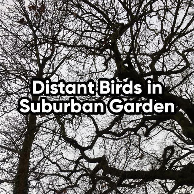Distant Birds in Suburban Garden - Bird Sound Collectors