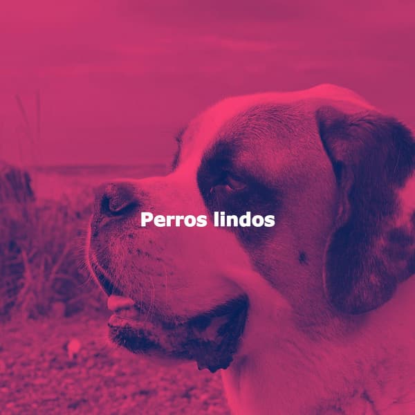 Perros lindos - Ontspannende Muziek