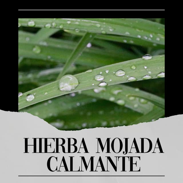 Hierba Mojada Calmante - Sonidos De Lluvia