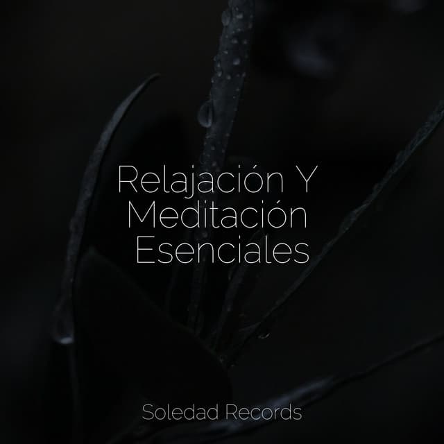 Relajación Y Meditación Esenciales - Relajante Academia de Música Zen