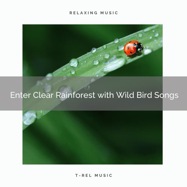 2021 Enter Clear Rainforest with Wild Bird Songs - Deep Rain Sampling