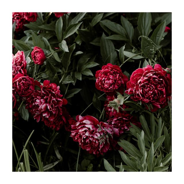 Love This So Much - Moonlight Shadow Universe