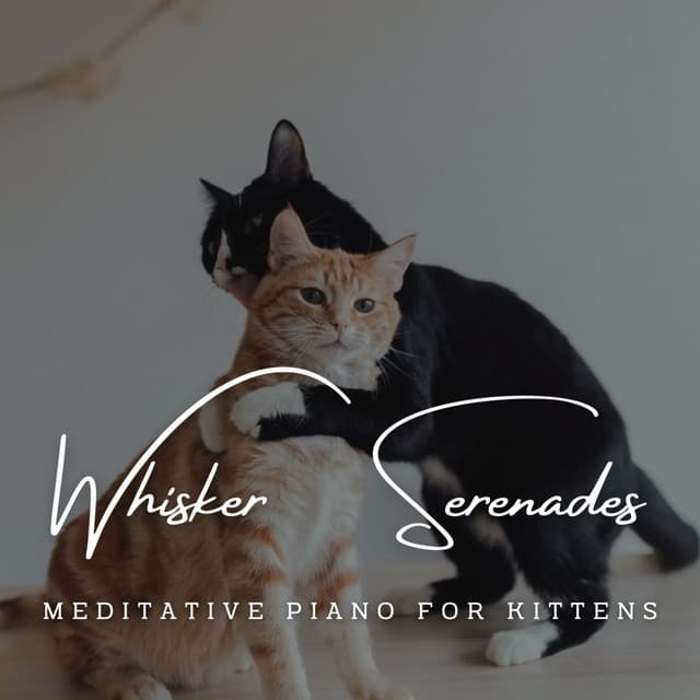 Harmonic Whisker Serenades: Meditative Piano for Kittens - Piano for cats