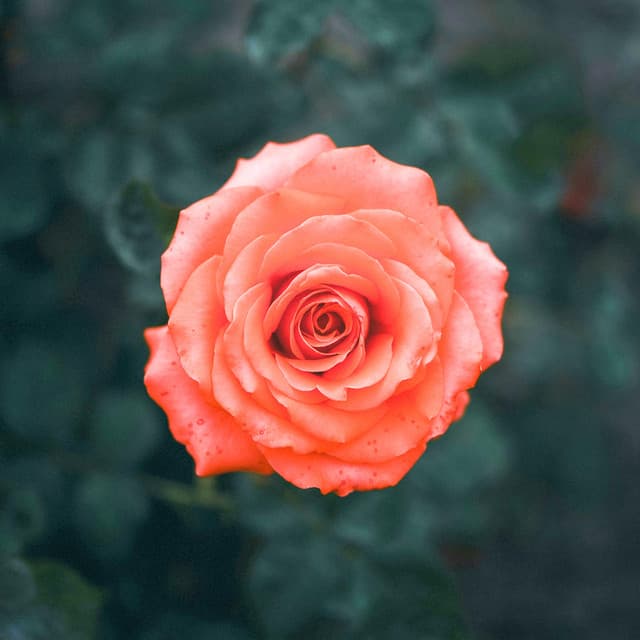 1 Ambient Wonder - between waves