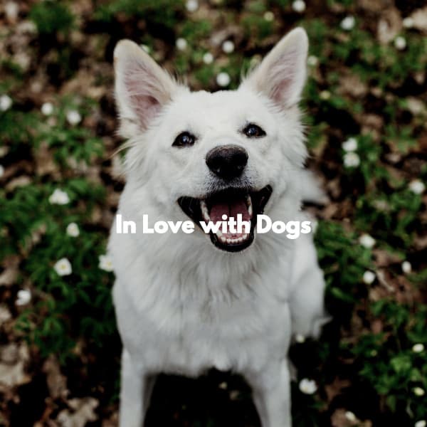 In Love with Dogs - Classy Dinner Music