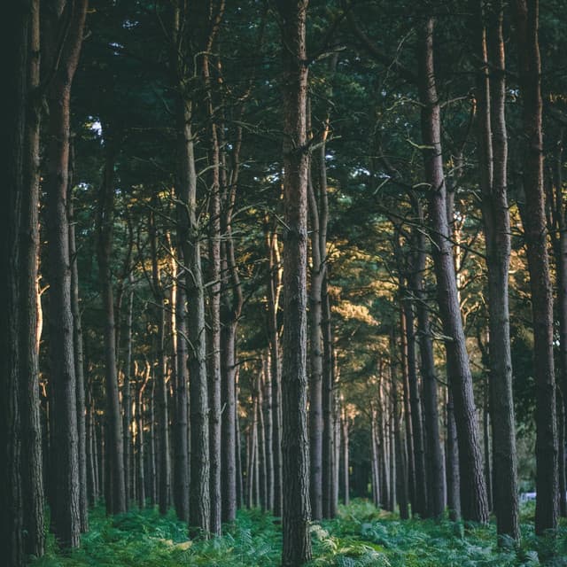 50 New Age Sounds for Deep Meditation - Saludo al Sol Sonido Relajante