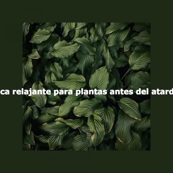 Música relajante para plantas antes del atardecer - Hotel Chillout Lounge