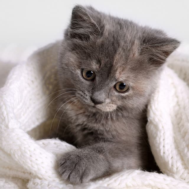 Serene Purrfection: Tranquil Meditation Melodies for Calming Cats - The Meditation Music Legends