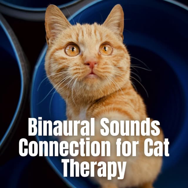 Cat Music Relaxation