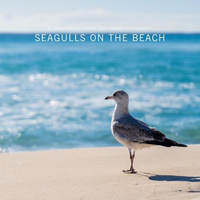 Seagulls on the Beach - Dr. John Douglas