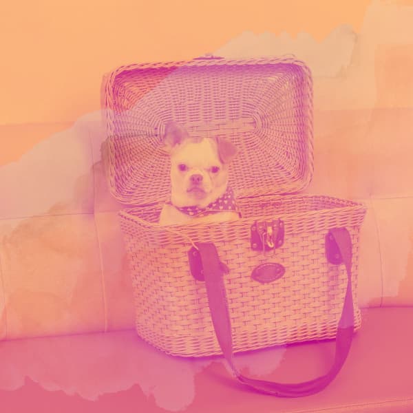 Echoes of Doggy Mental Health - Relaxing Dog Music Society