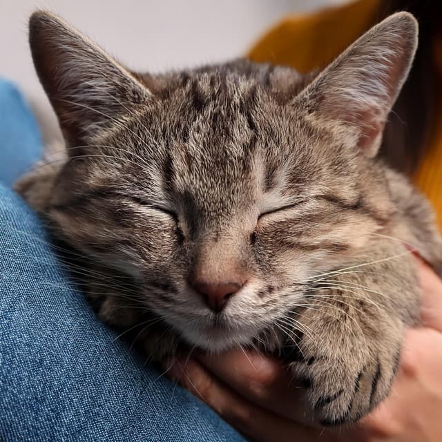 Analogía de la comedia