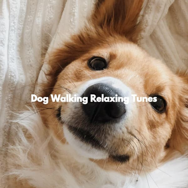 Dog Walking Relaxing Tunes - Playlist du Dîner