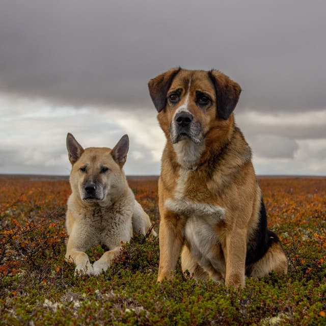 Soothing Rainstorm: Chillout Tunes for Relaxing Dog Vibes - Lightning Thunder and Rain Storm