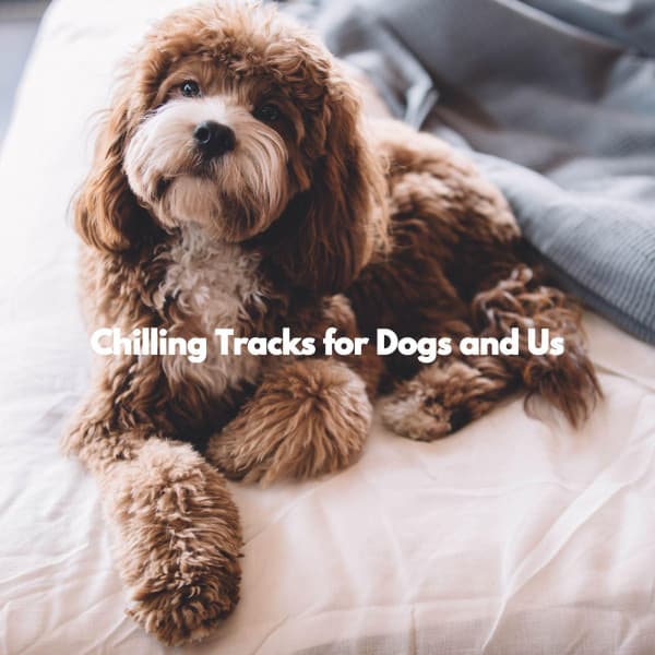 Chilling Tracks for Dogs and Us - Latin Chill Out