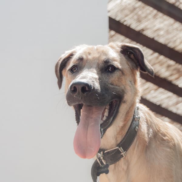 Music for Sleepy Pups - Piano - Dog Music Experience