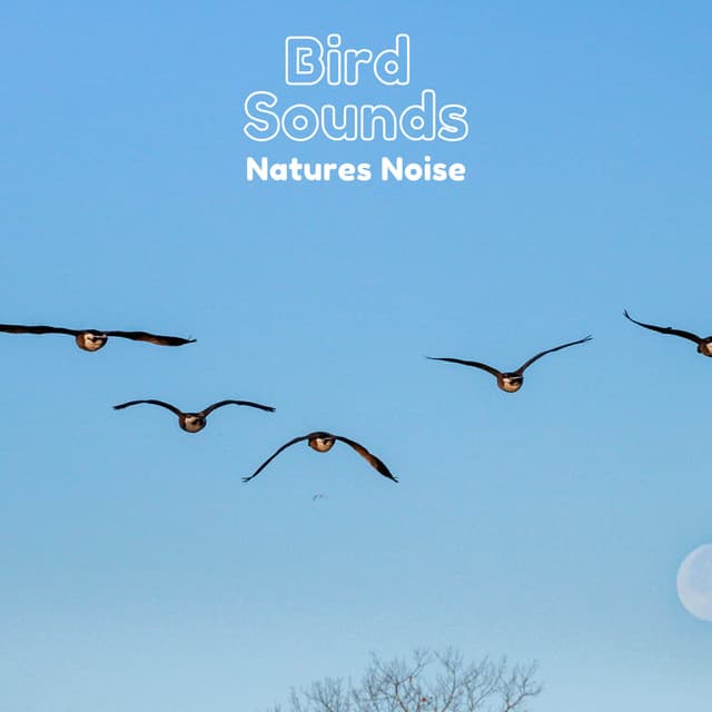 Bird Sounds Natures Noise - Natural Sample Makers