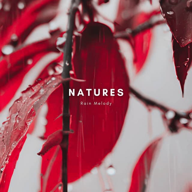Natures Rain Melody
