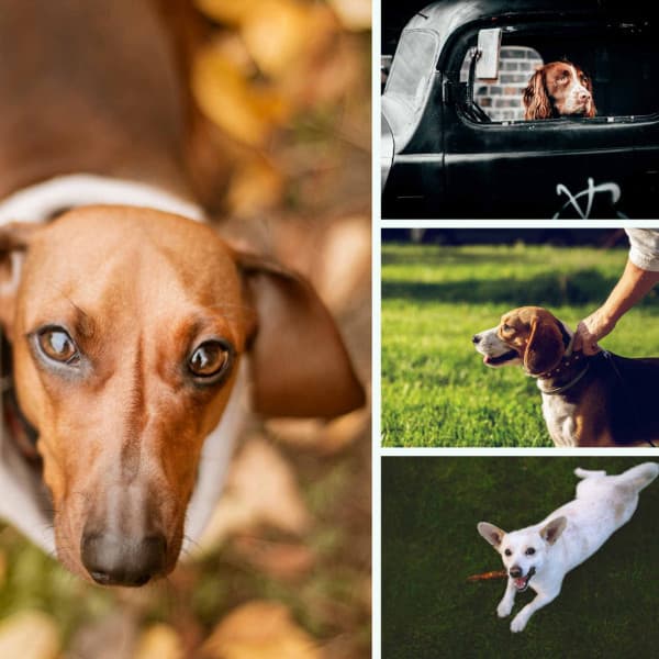 Dream-Like - Morning Walks - Dog Music Radio