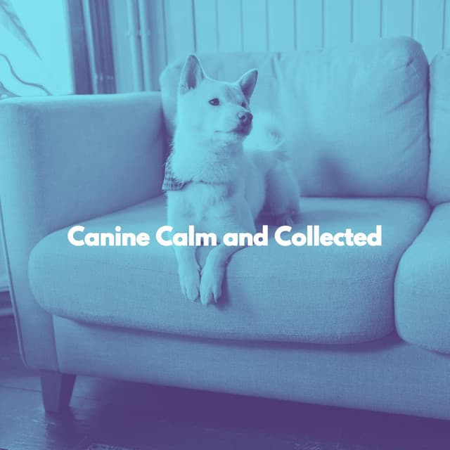 Canine Calm and Collected - Soft Jazz Radio