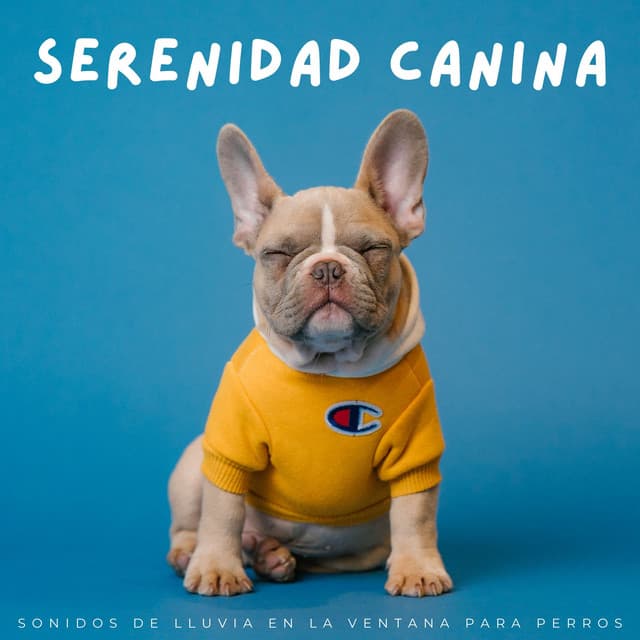 Serenidad Canina: Sonidos De Lluvia En La Ventana Para Perros - Ritmos de estudio Chill Hop Lofi
