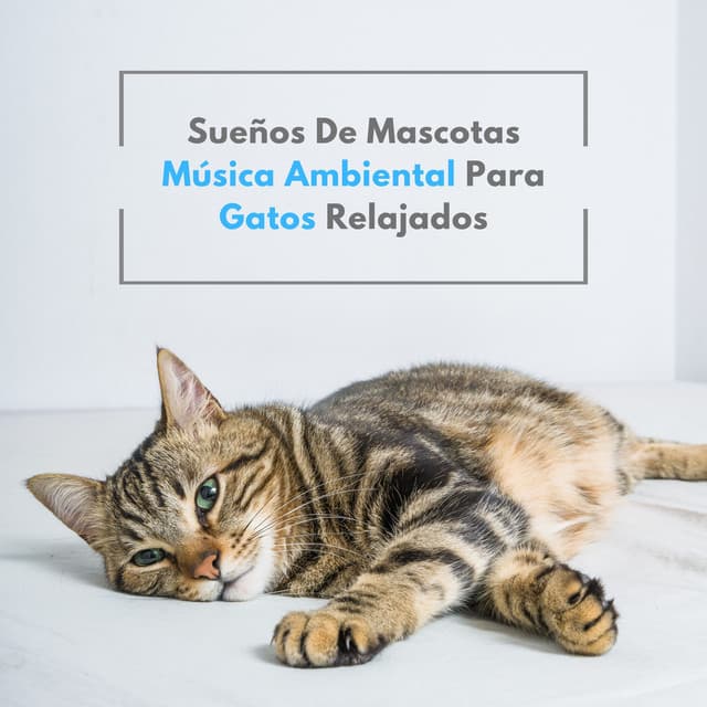 Música para gatos relajantes