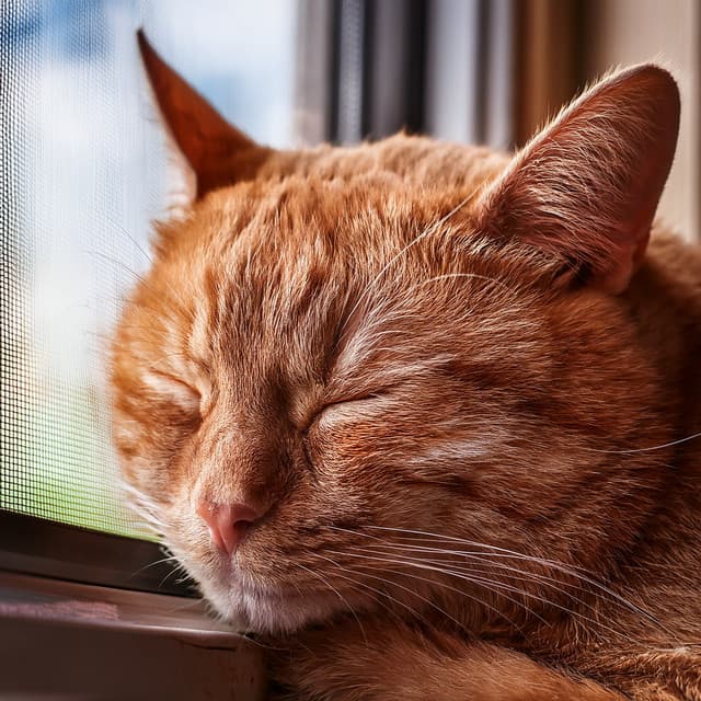 Music For Cats And Their Comfort - Cat Rest Music