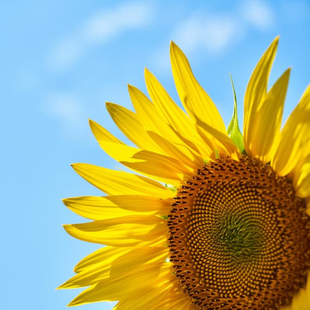 Binaural Beat Therapy – Tension Reducing Sleep Enhancement Noise for Looping - Binaural Beat Therapy