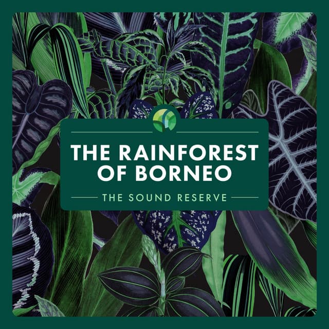 The Rainforest of Borneo - The Sound Reserve