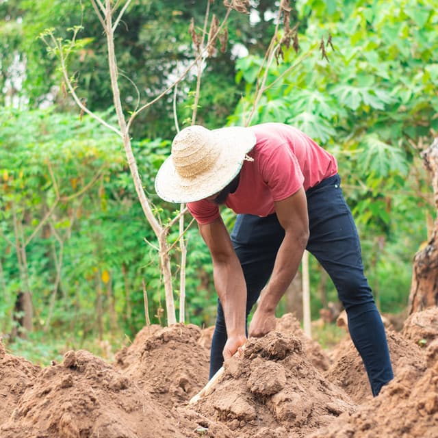 Nature's Workplace Harp Serenity: White Noise and Chill Soundscapes - Peaceful Sounds Zone
