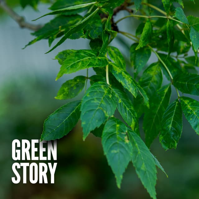 Green Story - Rain Sounds Collection