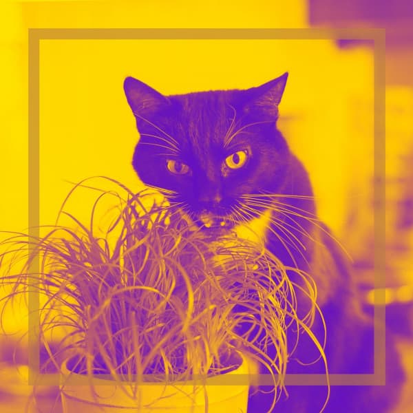 Excellent Backdrop for Lush Kittens - Calming Music for Cats