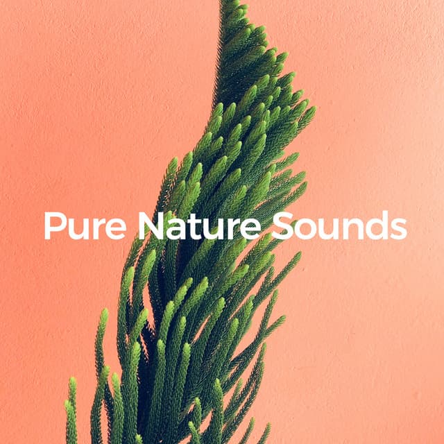Pure Nature Sounds - Relaxed Minds