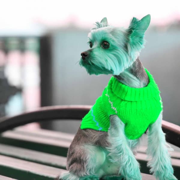 Music for Affectionate Doggy - Calming Dog Jazz Classics