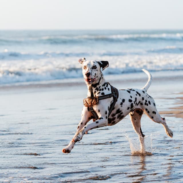 Ocean Waves and Melodies: Music for Soothing Dogs - Neural Oscillations Alpha Sounds
