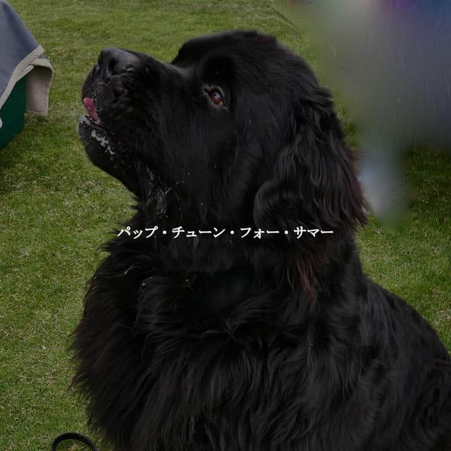 パップ・チューン・フォー・サマー - Boutique Hotel Music