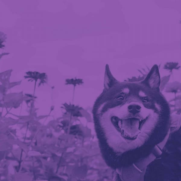 Backdrop for Doggo Relaxing - Jazz Quintet - Dog Anxiety Music