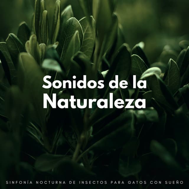 Sonidos De La Naturaleza: Sinfonía Nocturna De Insectos Para Gatos Con Sueño - Grillos nocturnos