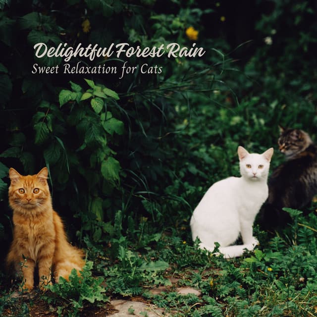 Delightful Forest Rain: Sweet Relaxation for Cats - Danny Rainsounds