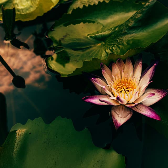Footsteps Among the Lotus - Marie Gade