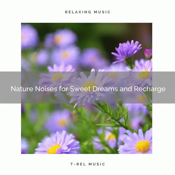 Nature Noises for Sweet Dreams and Recharge - Ambient Forest