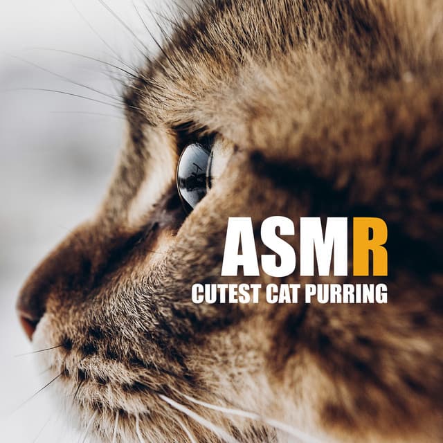 ASMR: Cutest Cat Purring - Mario ASMR Studio