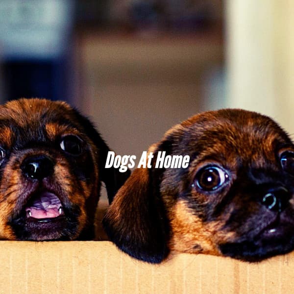 Dogs At Home - Calming Jazz For Dogs