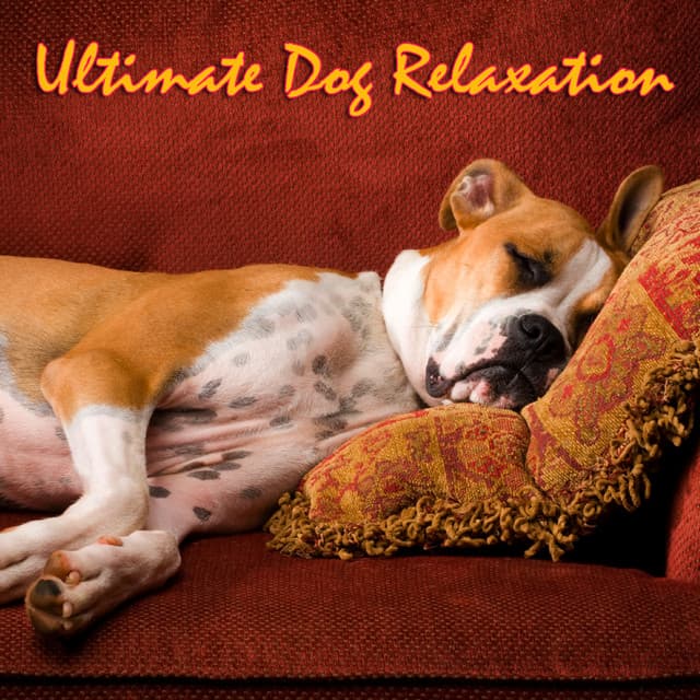 Ultimate Dog Relaxation - Music For Pets