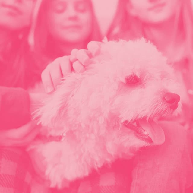 Music for Doggy Vibes - Calming for Dogs