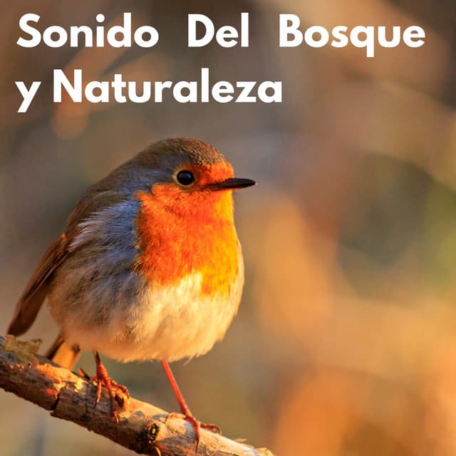 Sonido Del Bosque y Naturaleza - Sonidos De La Selva