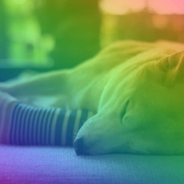 Wonderful Trio Jazz - Ambiance for Meditative Pooches - Dog Sleeping Soundtracks Deluxe