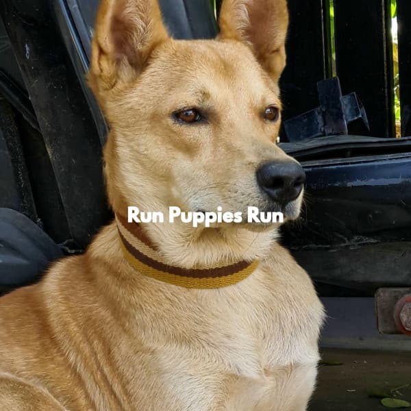 Run Puppies Run - Classic Jazz Chill