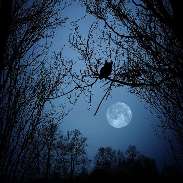 Moonlit Nature Retreat: Dreamy Owl Relaxation Serenade - Owl Sounds Recordings
